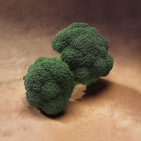 Gypsy, (F1) Broccoli Seeds